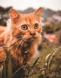 Close-up portrait of cat