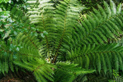 Close-up of fern in forest