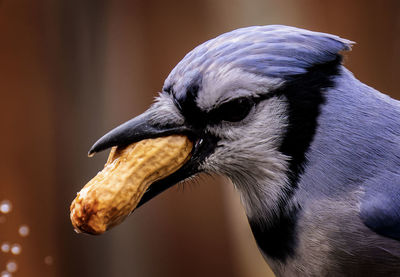 Close-up of bird