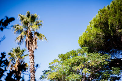 Low angle view of trees against clear blue sky