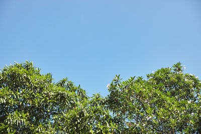 Low angle view of trees against clear blue sky