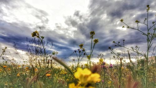 Yellow flowers growing in field against cloudy sky