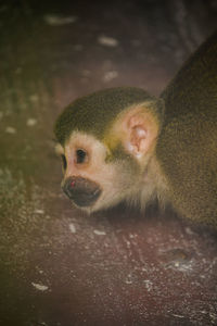 Close-up of a monkey