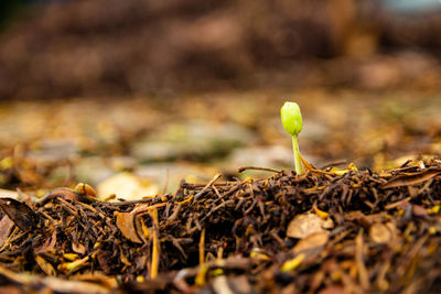 Close-up of plant growing on field