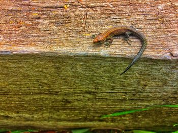 High angle view of lizard on wood