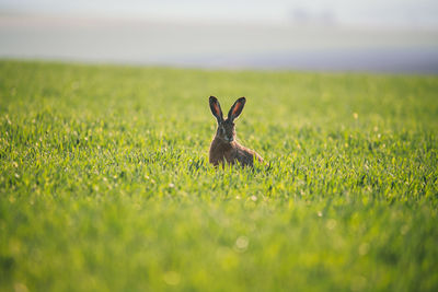 Close-up of rabbit on grassy field