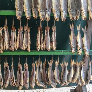 Panoramic shot of fish for sale in market