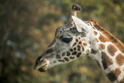 Close-up of giraffe