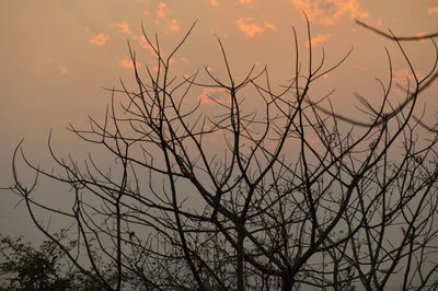 Low angle view of bare trees against sky at sunset
