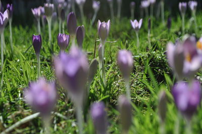 Purple crocuses blooming on grassy field