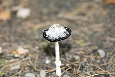 Close-up of mushroom growing on field