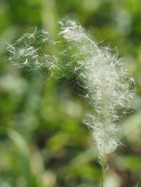 Close-up of flowers against blurred background