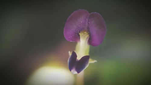 Close-up of purple flowers blooming outdoors