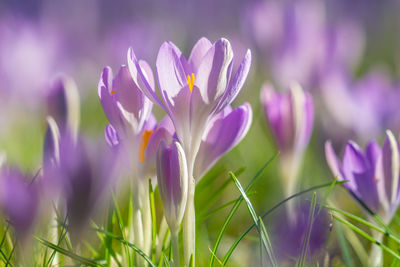 Close-up of purple crocus flowers on field