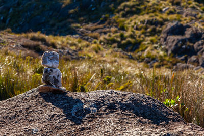 View of lizard on rock