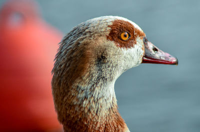 Close-up of a bird looking away