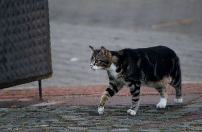 Side view of a cat walking