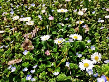 Flowers blooming on field