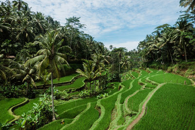 Scenic view of tegallalang rice terraces on bali