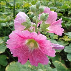 Close-up of pink flower blooming outdoors