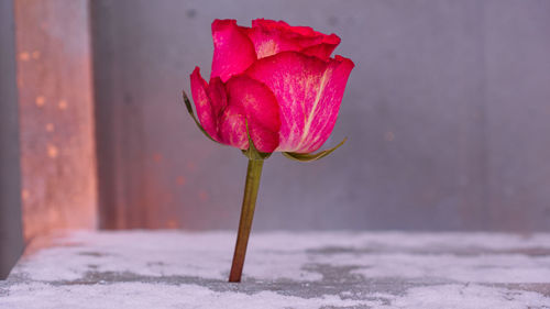 Close-up of pink rose flower
