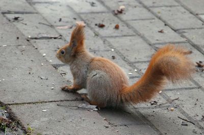 Close-up of squirrel sitting outdoors