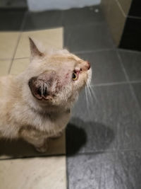 Close-up of cat