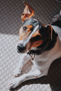 High angle view of dog looking away