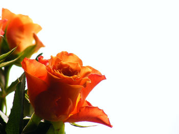 Close-up of rose against white background
