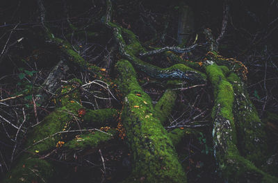 Moss growing on tree trunk