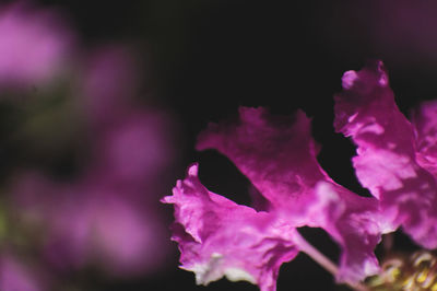 Close-up of pink flowers