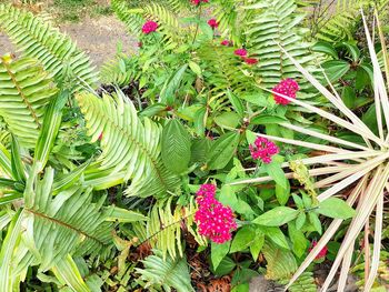 High angle view of plants