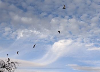 Low angle view of birds flying in sky