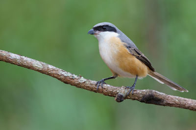 Close-up of bird perching on branch