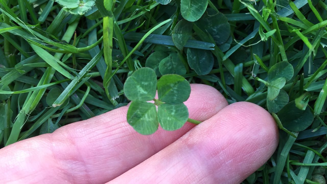 HIGH ANGLE VIEW OF HAND HOLDING SMALL PLANT