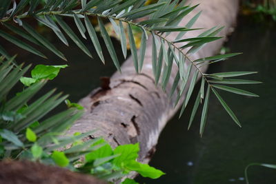 Close-up of palm tree leaves