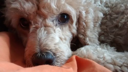 Close-up of dog relaxing on hand