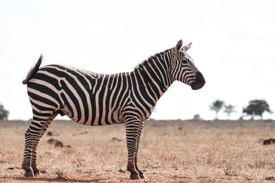 A zebra in the tsavo national park in kenya