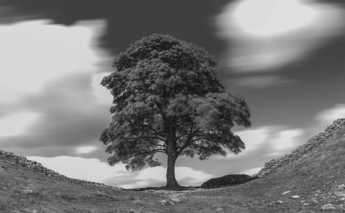 Close-up of tree against sky