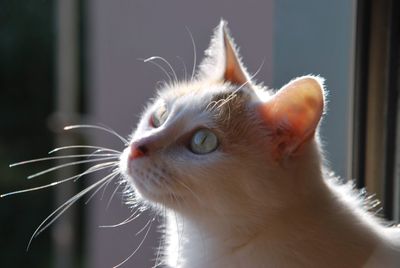 Close-up of a cat looking away