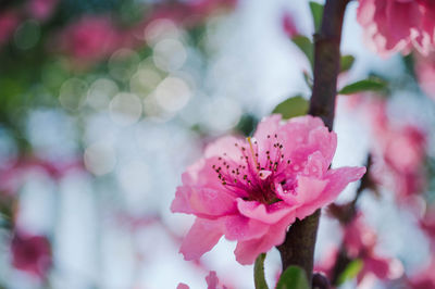 Close-up of pink cherry blossoms