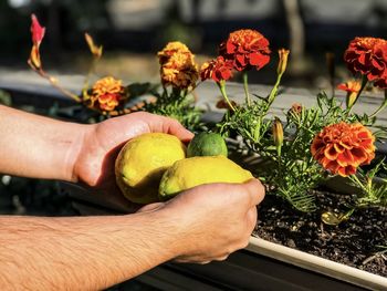 Midsection of man holding lemons and lime against flowering marigold plants.