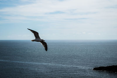 Bird flying over sea against sky