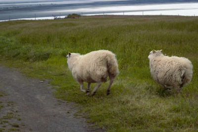 White sheep running along field landscape photo