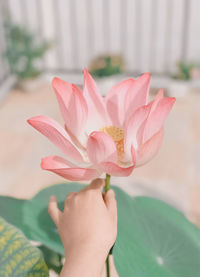 Close-up of pink lotus water lily