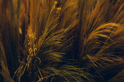 Full frame shot of wheat field