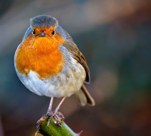 Close-up of bird perching on branch robin