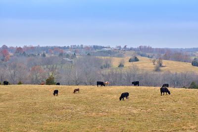 View of sheep grazing in field