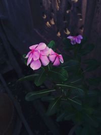 High angle view of pink flowering plant