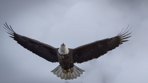 Low angle view of eagle flying against sky